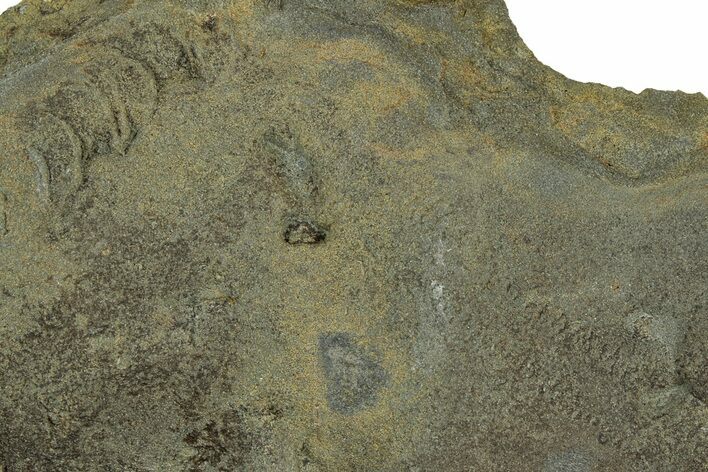 Cruziana (Fossil Trilobite Trackway) Plate - Indiana #325685